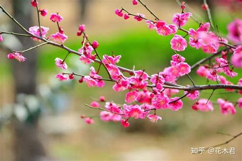 代表女性的花|代表女性的花